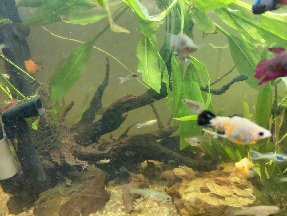 Guppies endler tiger