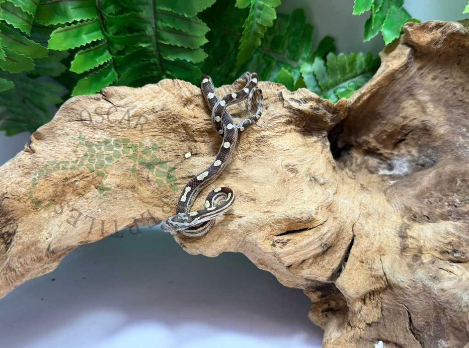 Wąż zbożowy węże zbożowe Janów Lubelski