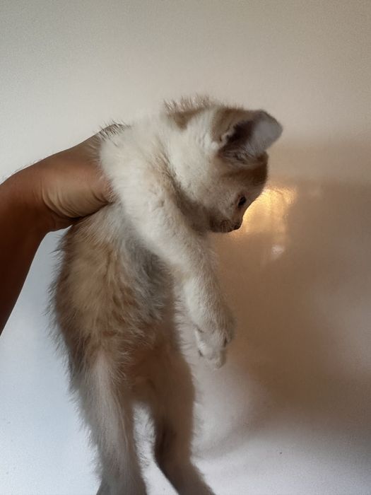 Віддам котят,тільки в добрі руки!!