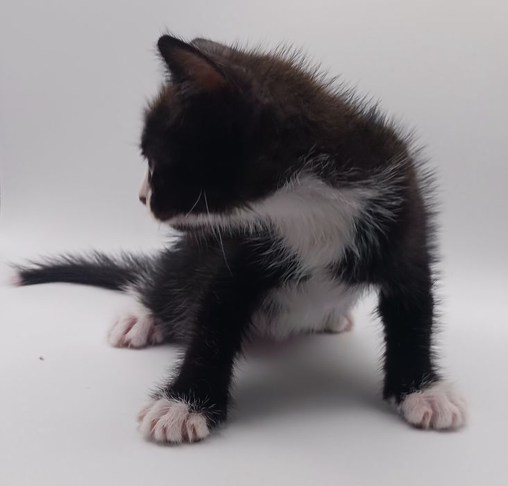Gatos bebés para adopção responsável