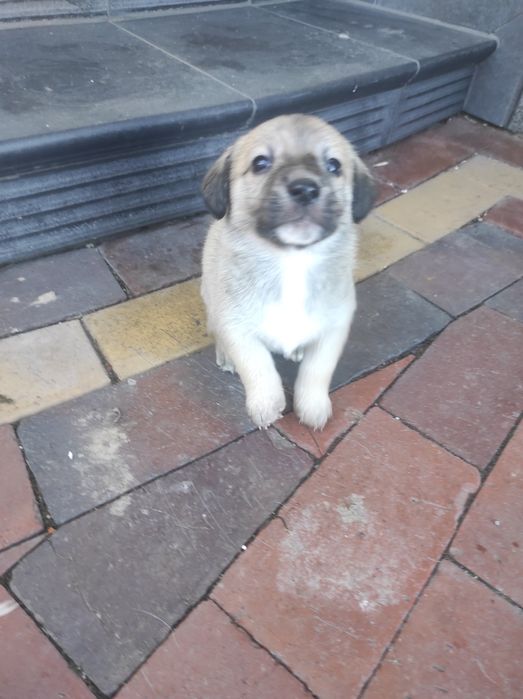 Szczeniaczki kundelka