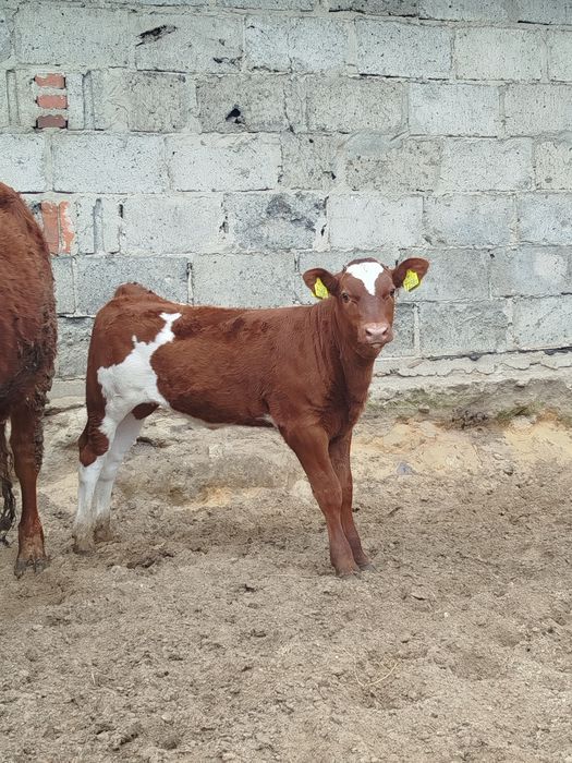 Sprzedam jałówki i byczki