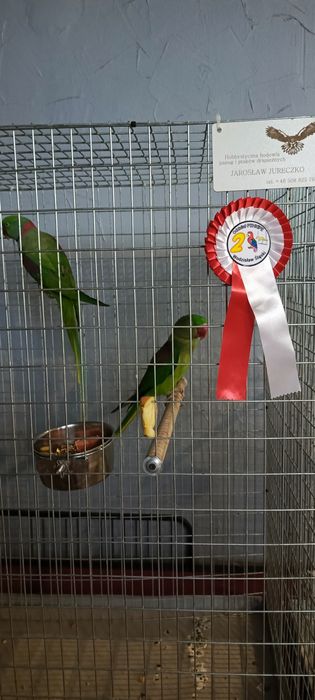 Zielone ptaki ze zdjęć