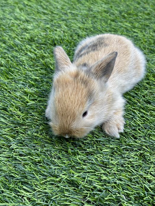 Coelho anão miniatura