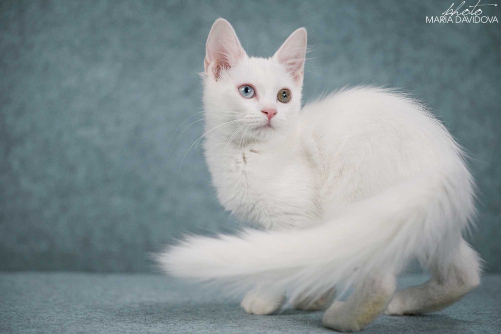 кошка белая разноглазая манчкин лонг.  Слышит ! Не  глухая