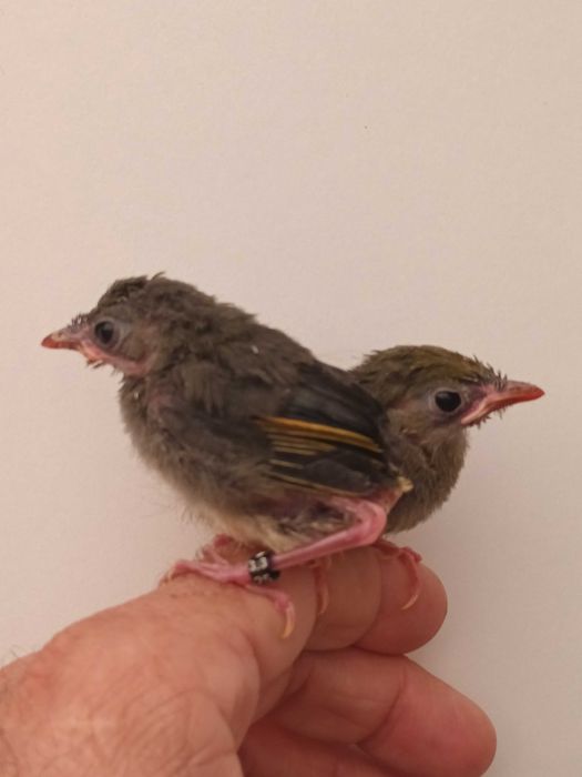 Casal de  aves anilhadas 2024/2025 Outras aves