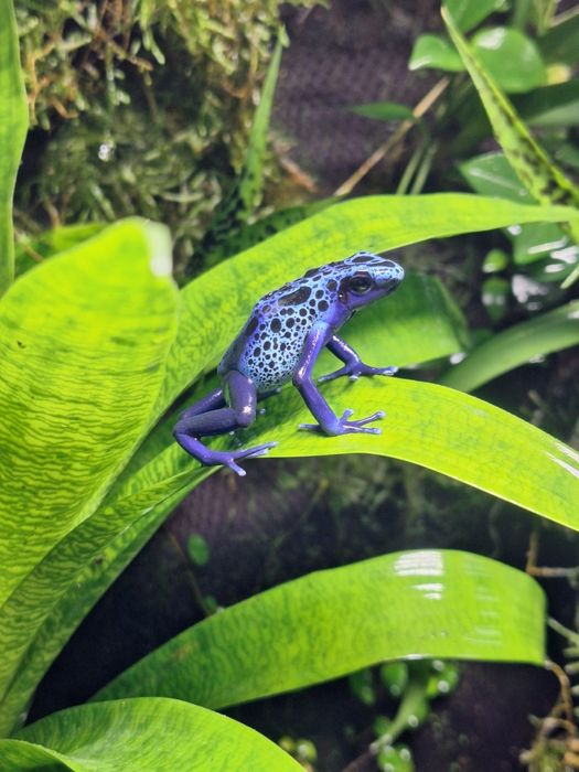 Dendrobates azureus młode
