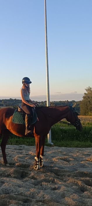 Sprzedam zestaw Kentucky czaprak nauszniki