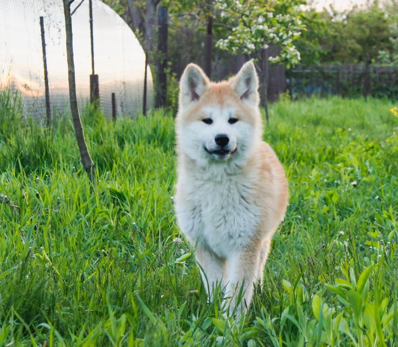 Аkita-inu  ЩЕНКИ. Принимаем бронь на следующий помёт.