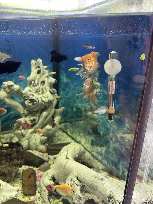 Продам аквариум на 500 литров угловой с тумбой