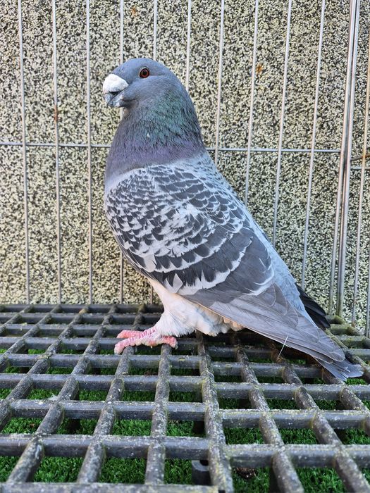 Show racer gołębie