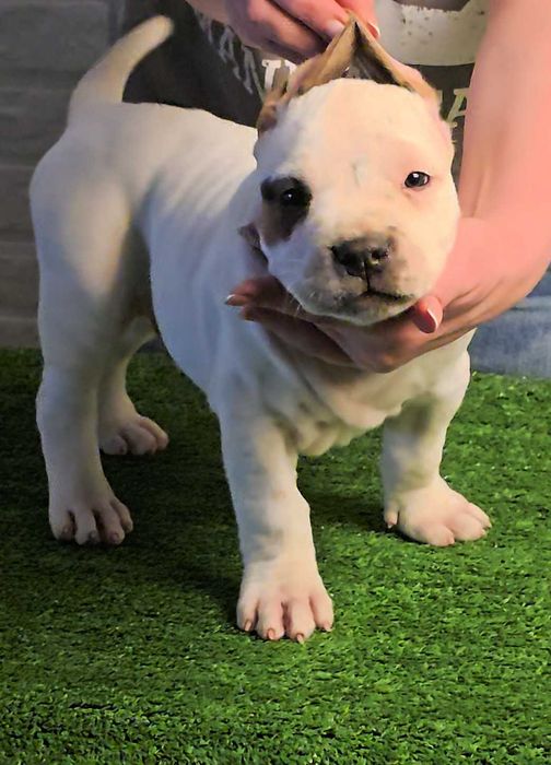 American bully xl