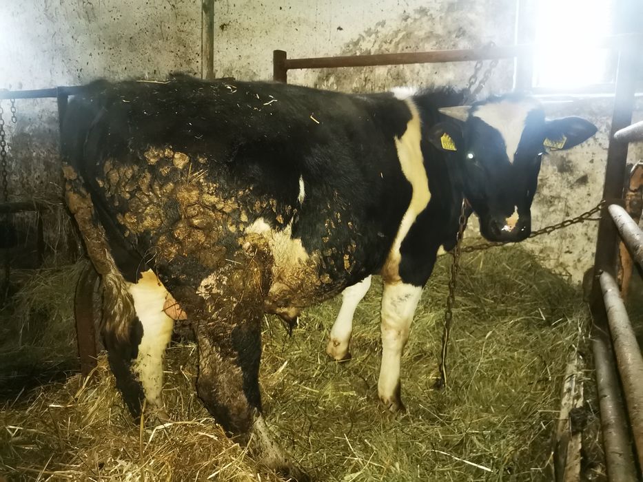 Sprzedam 15 miesięcznego byka rozpłodnik