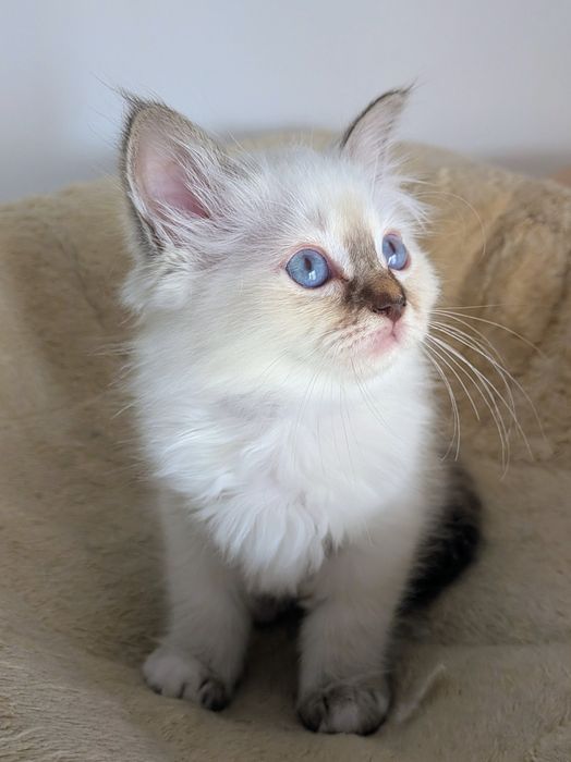 Gatinha Sagrado da Birmânia blue tabby
