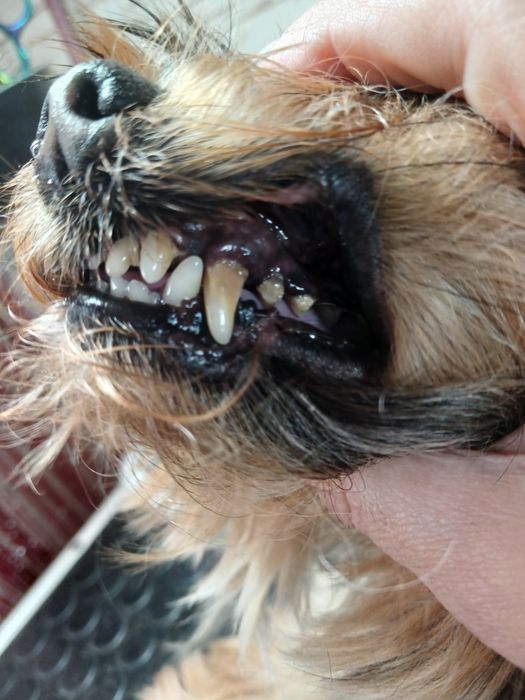 Грумінг малених та середніх порід