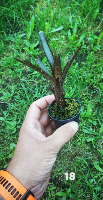 Tanio!!! Neoregelie i Bromelie do Terrarium Vivarium Paludarium