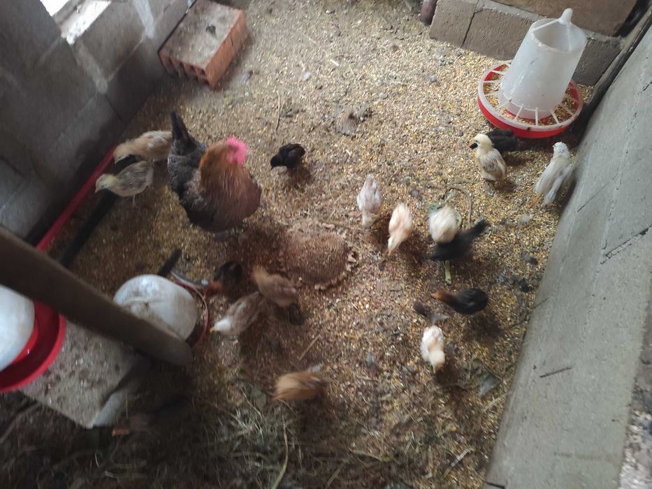 Vendo 15 frangos Canas de Senhorim • OLX.pt