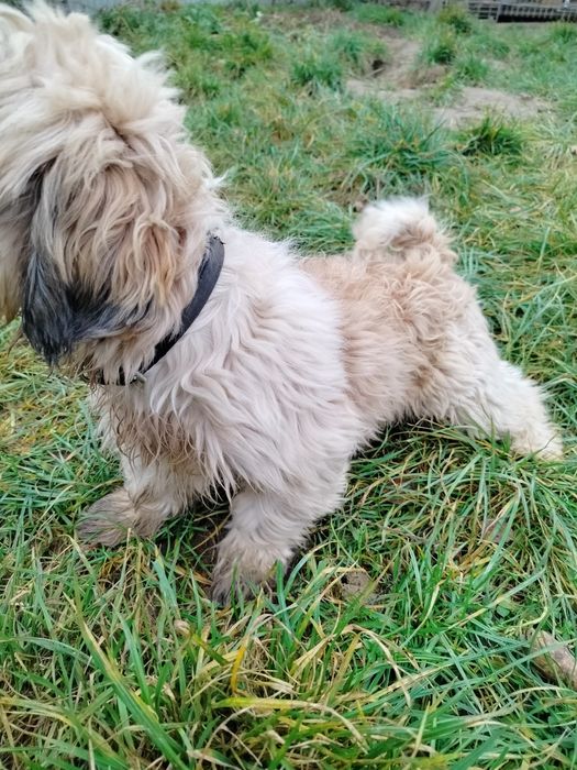 Shih tzu  piesek