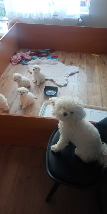 Szczeniak Bischon frize