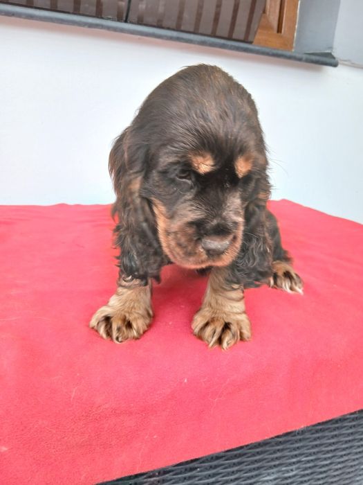 Cocker spaniel angielski