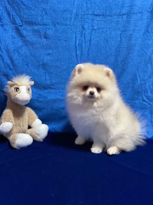 Шикарний хлопчик