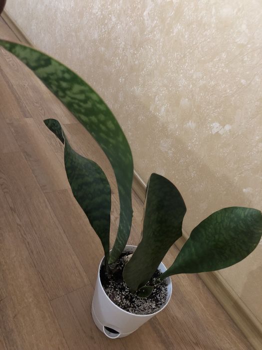 Сансевієрія Масоніана Конго