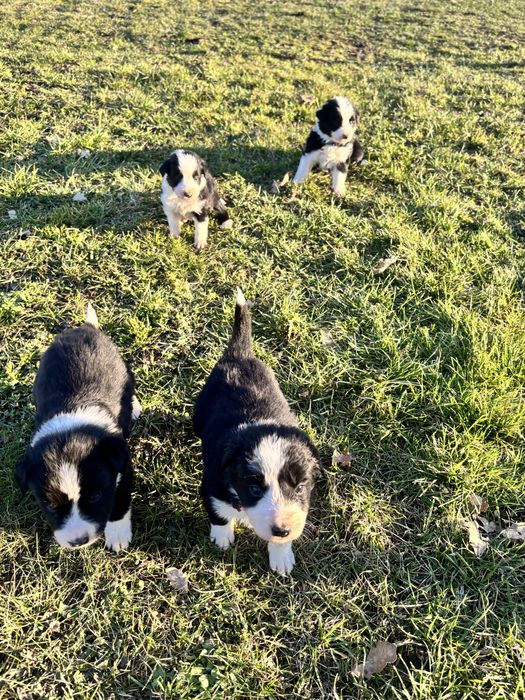 Czarno-Biała suczka Border collie
