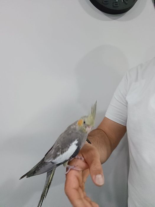 Caturra criada mão