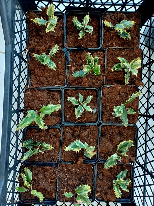 Падуб гостролистий Ferox Argentea
 Касетний.
Ціна 10шт 1300грн
1шт 150