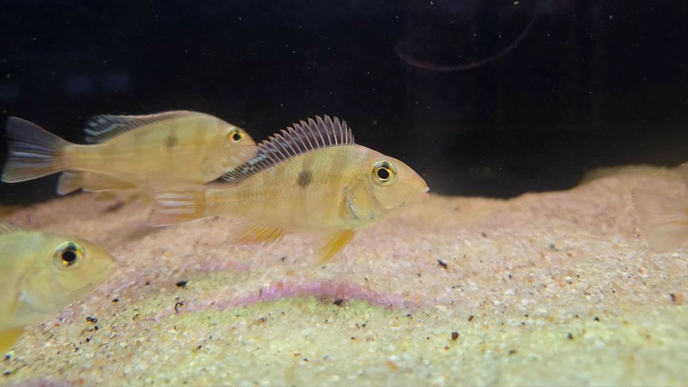 Ziemiojad Orange head tapajos