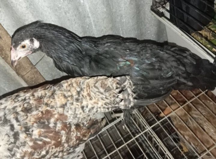 Frangos jovens 2/3 meses