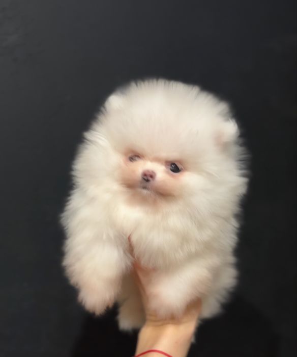 Szpic mi iaturowy pomeranian śnieżnobiala suczka mini xs 2 kg
