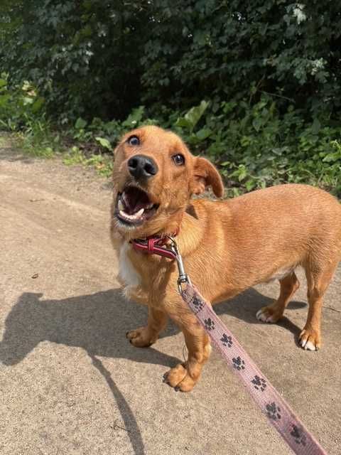 Piesek Dolar do adopcji