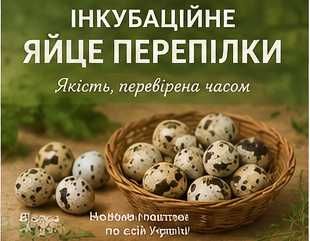 Інкубаційне яйце Техаської перепілки
