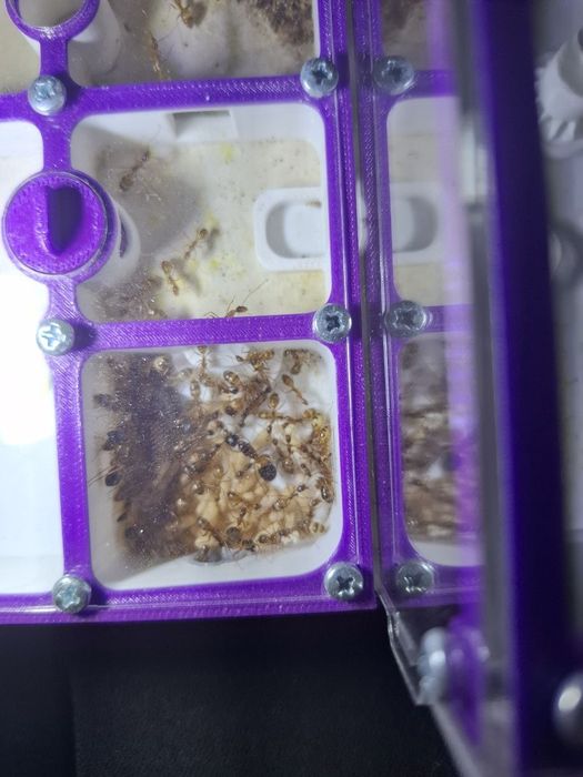 Продам мурах Camponotus pseudoirritans