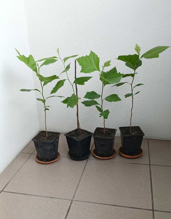Platan klonolistny w doniczce - wychodowany z nasion - 40-50cm (25zł) - 50-60cm (30zł) - 60-70cm (35zł)