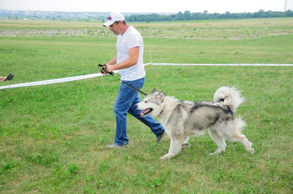 Дрессировка собак любых пород