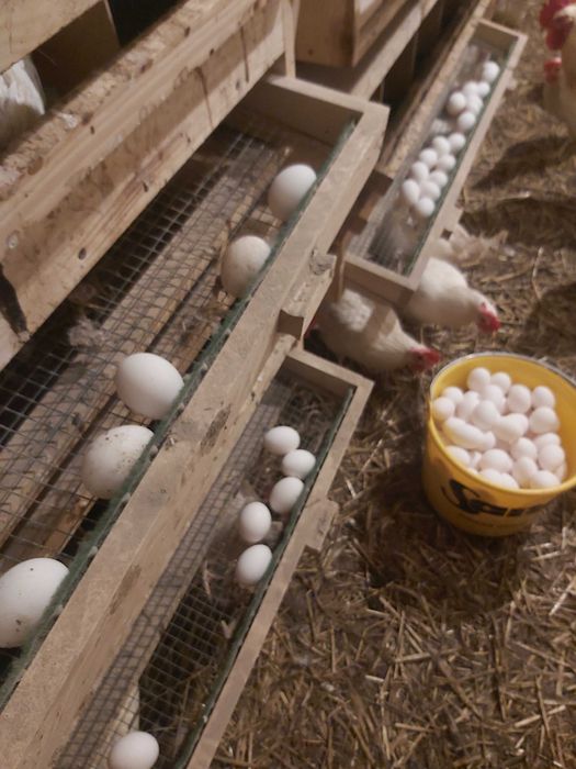 Jajka wiejskie od kur z wolnego wybiegu