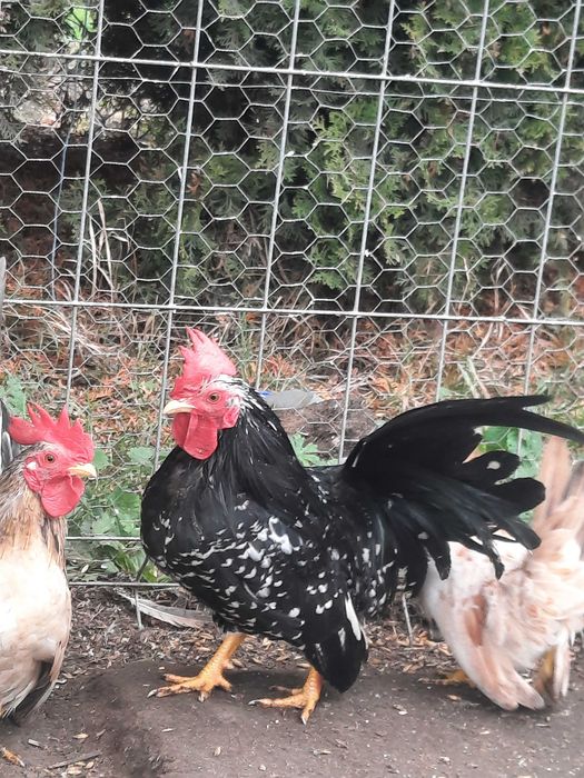 Kogut chabo zeszloroczny