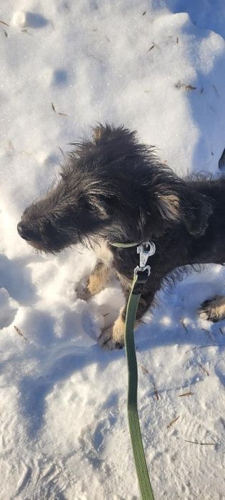 Шукаємо сім'ю для цуцентка