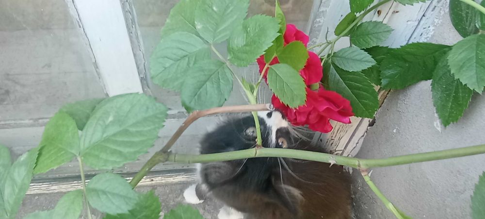 Отдам супер классных и крутых котиков))