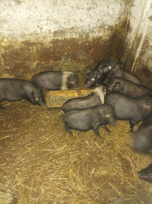 Продам в'єтнамських поросят