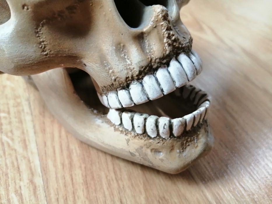 Gipsowa czaszka człowieka / ludzka