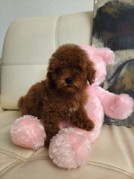 Пудель мини пудель той пудель КСУ пудель Китай