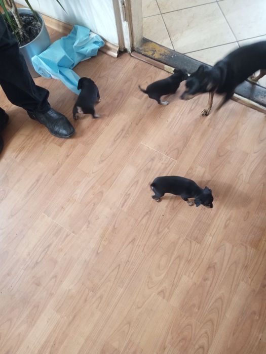 Pies pinczer śliczny