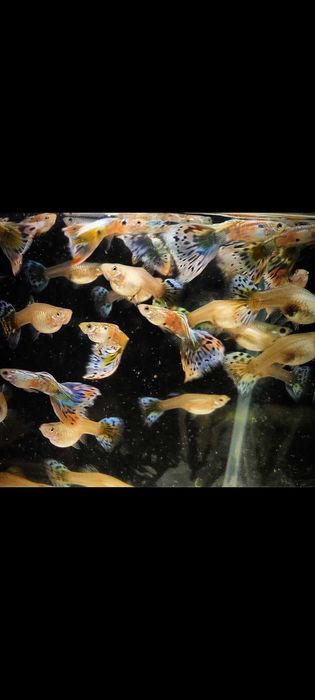 Gupik gupiki mozaika staromodna