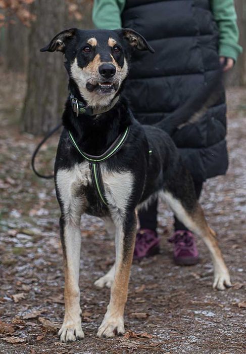 Pluto - duży, zwariowany, energiczny psiak szuka fajnego człowieka