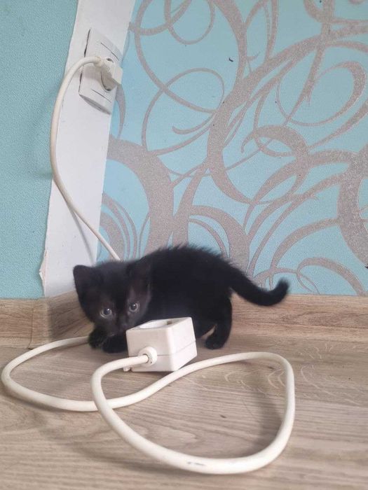 Шукаю батьків для котиків