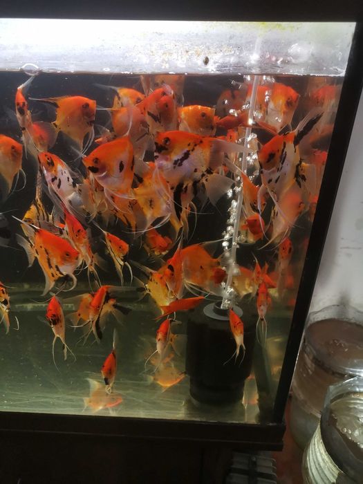 Skalar Red Devil