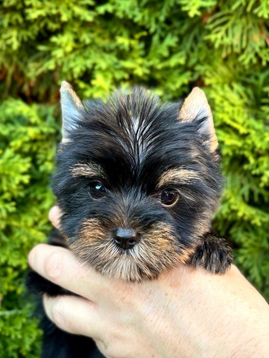 Sunia rasy Yorkshire Terrier